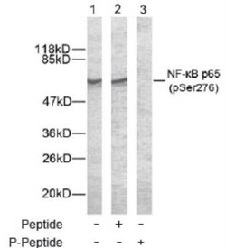 RelA/NFkB p65, p Ser276 Antibody, Novus Biologicals:Antibodies:Primary